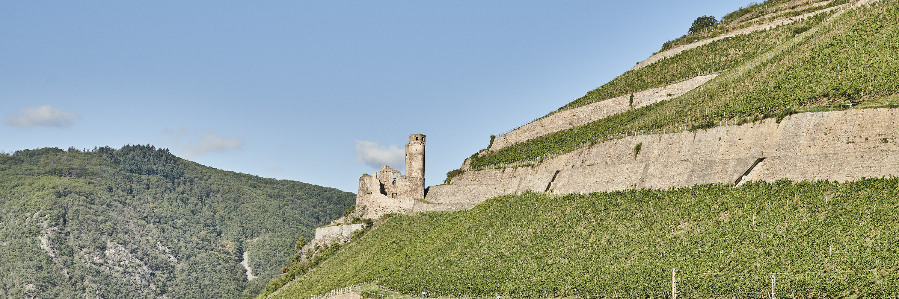 Die Burgruine Ehrenfels liegt auf einer kleinen Anhöhre umgeben von Weinbergen Richtung Rhein gerichtet. 