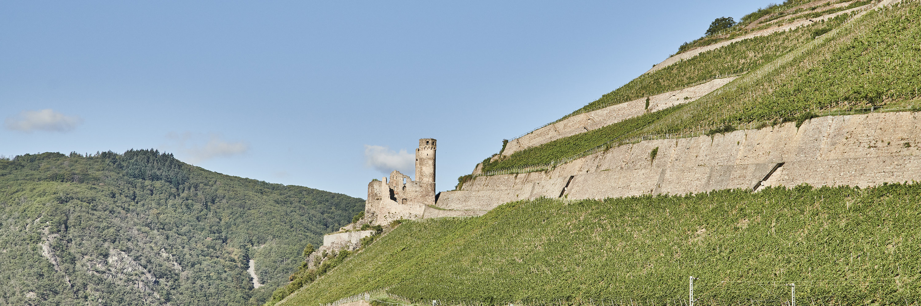 Die Burgruine Ehrenfels liegt auf einer kleinen Anhöhre umgeben von Weinbergen Richtung Rhein gerichtet. 