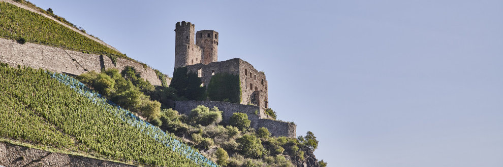 Die Burgruine Ehrenfels liegt umgeben von Weinbergen auf einer kleinen Anhöhe zum Rhein gerichtet.