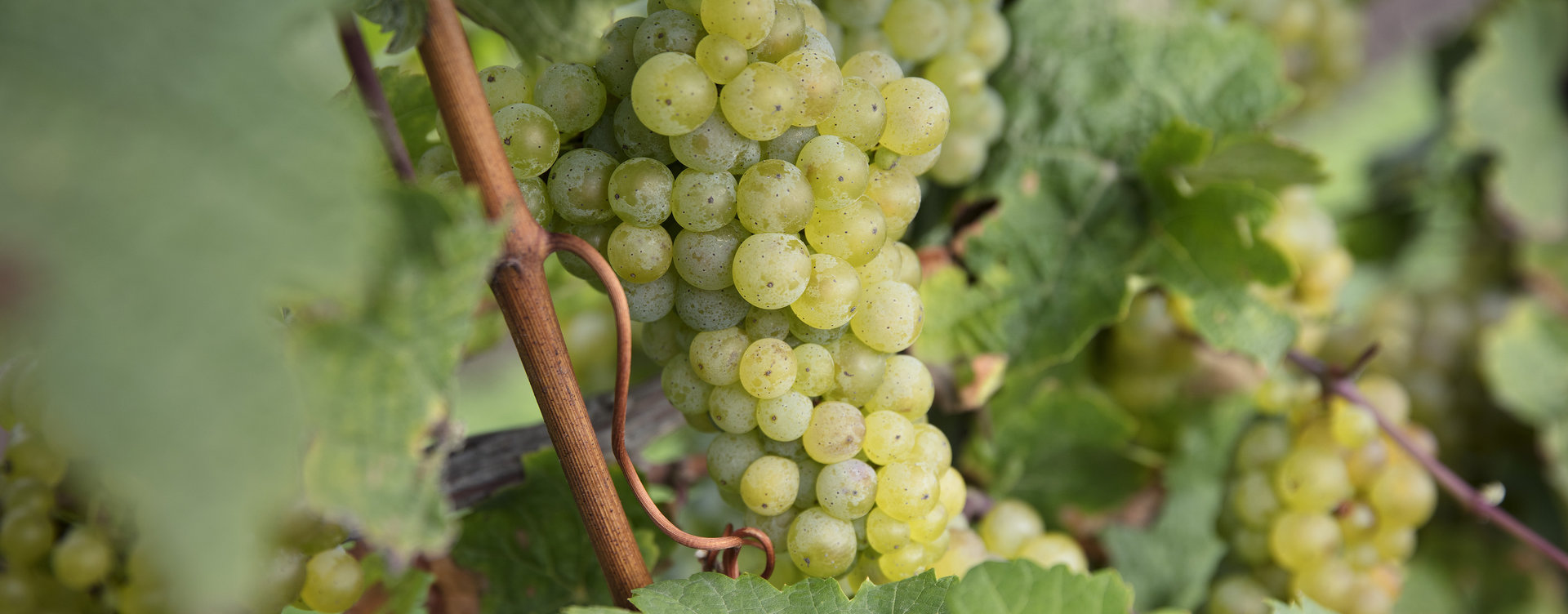 Eine helle Rieslingtraube in Nahaufnahme, die noch am Rebstock hängt. 