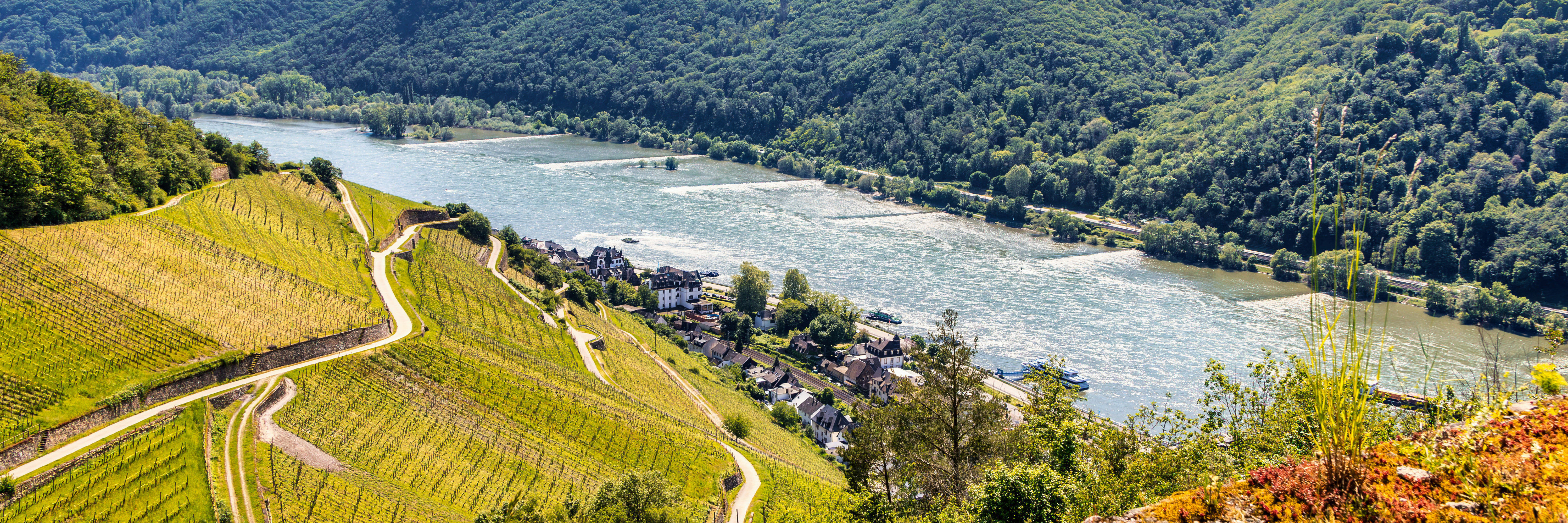 Bei Sonnenschein blickt man auf die Weinreben im Frühjahr in Rüdesheim-Assmannshausen.