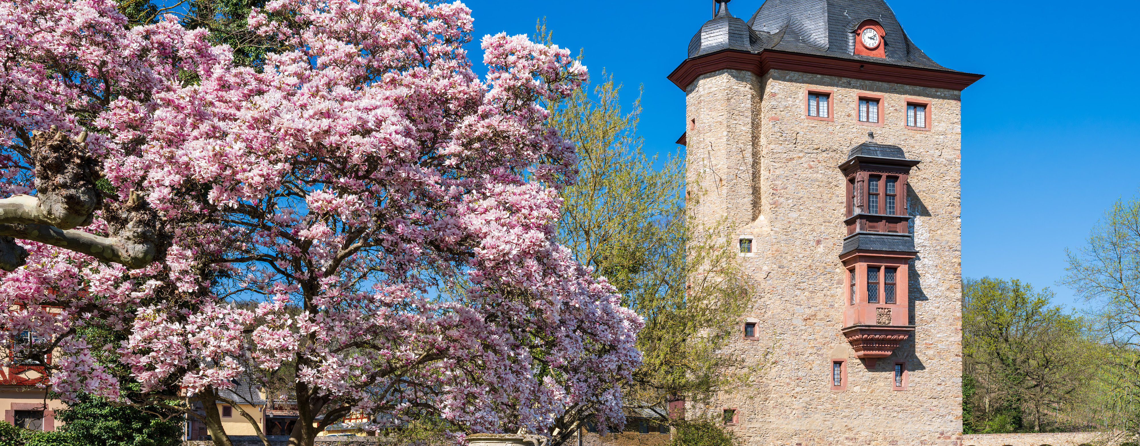 Der Turm von Schloss Vollrads steht vor einem rosa blühenden Obstbaum.