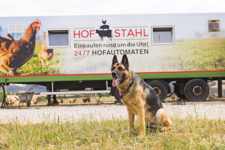 Hof Stahl Hund