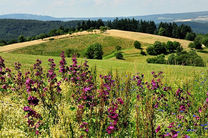 Rheingauer Alp