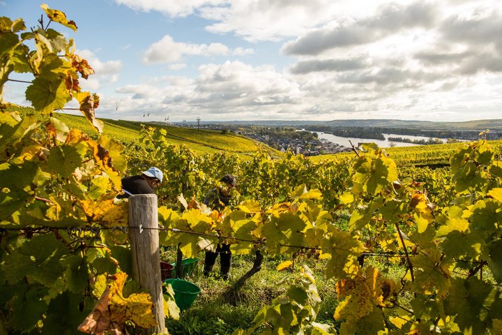 BR_WeinleseRottland2017_lowres_Vesenbeckh-0837