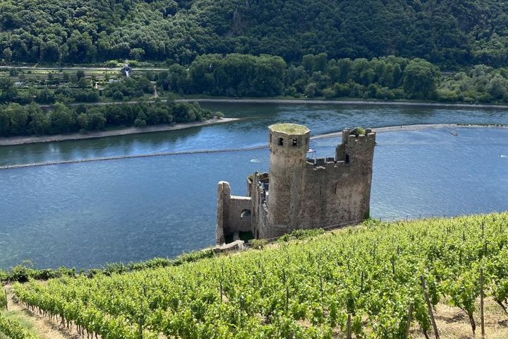 Weinberge und Burgruine Ehrenfels