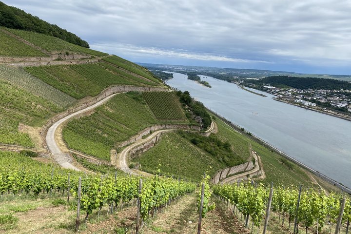 Weinberge