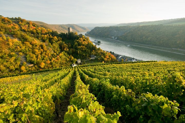 Blick auf Burg Pfalzgrafenstein